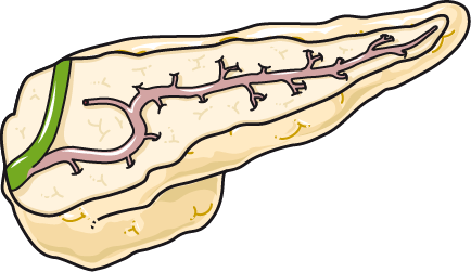 pancreas